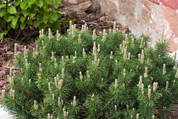 3 gallon 12" - Enci Mugo Pine (PINUS MUGO ENCI) - 3 gallon 12" - 3 gallon 12"