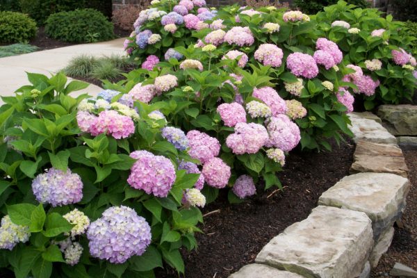 2 gallon - Endless Summer® The Original Hydrangea (HYDRANGEA M. ENDLESS SUMMER) - 2 gallon - 2 gallon