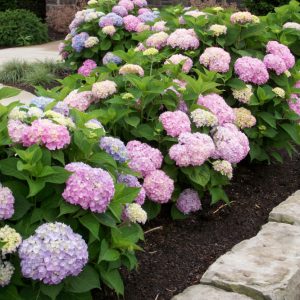 8" - Endless Summer® The Original Hydrangea (HYDRANGEA M. ENDLESS SUMMER) - 8" - 8"