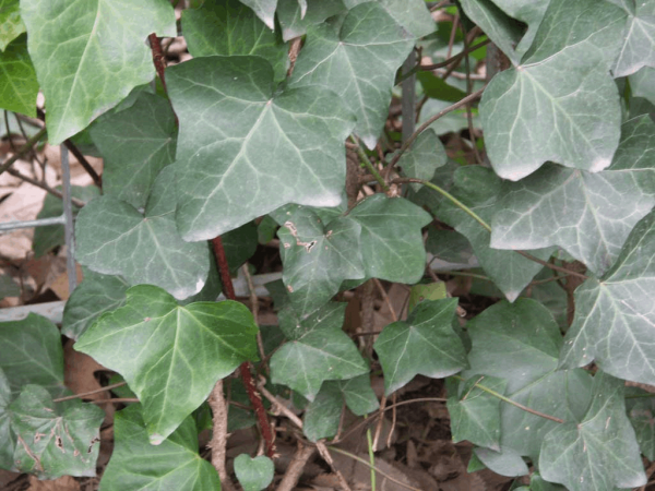 1 gallon - English Ivy (HEDERA HELIX) - 1 gallon - 1 gallon