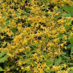 1 gallon - Epimedium Amber Queen Barrenwort (EPIMEDIUM AMBER QUEEN) - 1 gallon - 1 gallon
