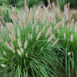 2 gallon - Etoufee™ Fountain Grass (GRASS - PE. AL. ETOUFFEE) - 2 gallon - 2 gallon