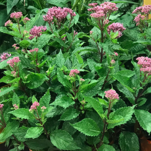 1 gallon - Euphoria™ Ruby Joe Pye Weed (EUPATORIUM P. EUPHORIA RUBY) - 1 gallon - 1 gallon