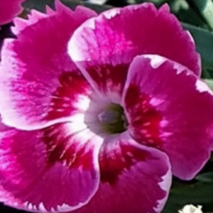 1 gallon - EverBloom™ 'Strawberry Tart' Pinks (DIANTHUS EVERBLOOM STRAWBERRY TART) - 1 gallon - 1 gallon