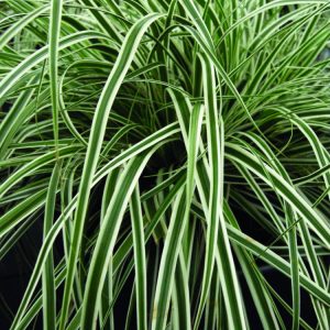 1 gallon - EverColor® Everest™ Sedge (GRASS - CAREX EVEREST) - 1 gallon - 1 gallon