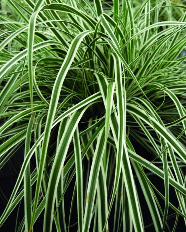 1 gallon - EverColor® Everest™ Sedge (GRASS - CAREX EVEREST) - 1 gallon - 1 gallon