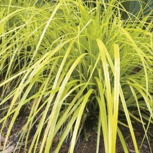 1 gallon - Evercolor® Everillo Gold Weeping Sedge (GRASS - CAREX EVERILLO) - 1 gallon - 1 gallon