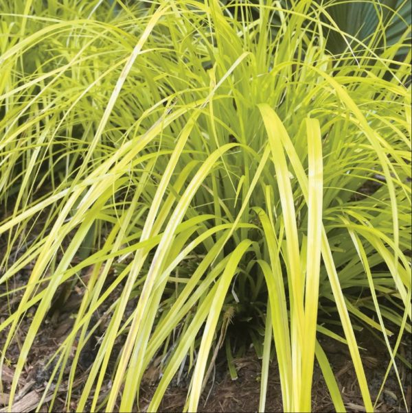 1 gallon - Evercolor® Everillo Gold Weeping Sedge (GRASS - CAREX EVERILLO) - 1 gallon - 1 gallon