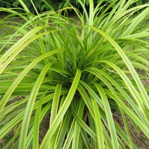 1 gallon - Evercolor® Everlime Japanese Sedge (GRASS - CAREX EVERLIME) - 1 gallon - 1 gallon