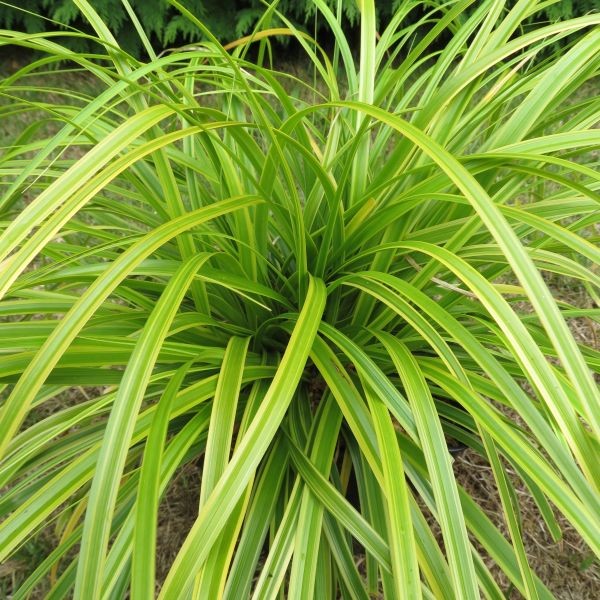 1 gallon - Evercolor® Everlime Japanese Sedge (GRASS - CAREX EVERLIME) - 1 gallon - 1 gallon