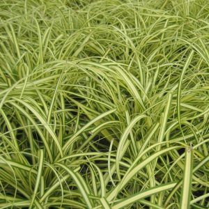 1 gallon - Evergold Sedge (GRASS - CAREX EVERGOLD) - 1 gallon - 1 gallon