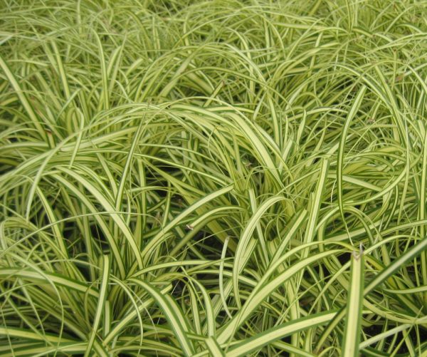 1 gallon - Evergold Sedge (GRASS - CAREX EVERGOLD) - 1 gallon - 1 gallon