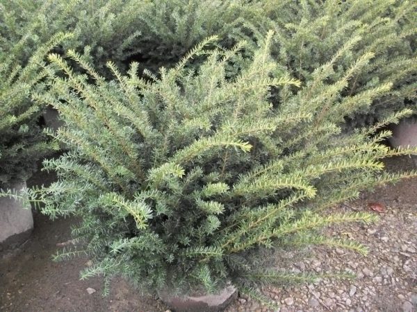 3 gallon 12" - Everlow  Yew (TAXUS MEDIA EVERLOW) - 3 gallon 12" - 3 gallon 12"