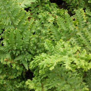 FERN -PARSLEY  19CM