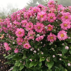 1 gallon - Fall In Love™ Japanese Anemone (ANEMONE FALL IN LOVE SWEETLY) - 1 gallon - 1 gallon