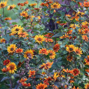 1 gallon - False Sunflower (HELIOPSIS H. BURNING HEARTS) - 1 gallon - 1 gallon