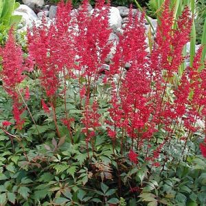 1 gallon - Fanal Astilbe (ASTILBE FANAL) - 1 gallon - 1 gallon