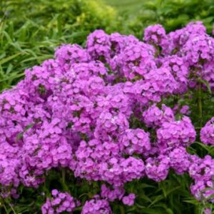 1 gallon - Fashionably Early Flamingo Phlox (PHLOX PAN. EARLY FLAMINGO) - 1 gallon - 1 gallon