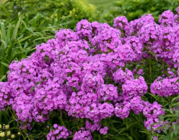1 gallon - Fashionably Early Flamingo Phlox (PHLOX PAN. EARLY FLAMINGO) - 1 gallon - 1 gallon