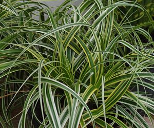 1 gallon - Feather Falls Sedge (GRASS - CAREX FEATHER FALLS) - 1 gallon - 1 gallon