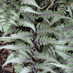 1 gallon - Fern Godzilla Japanese Painted (FERN -GODZILLA PAINTED) - 1 gallon - 1 gallon