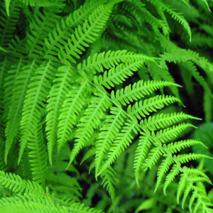 1 gallon - Fern New York (FERN -NEW YORK) - 1 gallon - 1 gallon