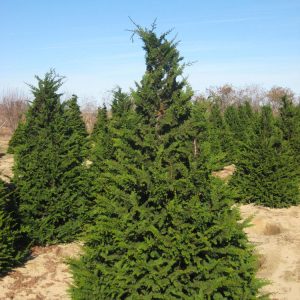 3 gallon 30" - Fernspray False Cypress (CHAM. OBTUSA FILICOIDES) - 3 gallon 30" - 3 gallon 30"