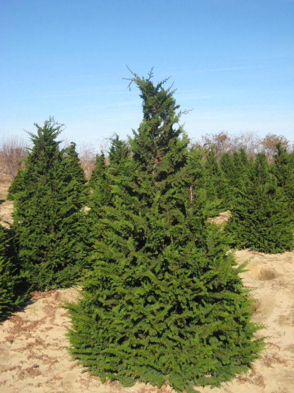 3 gallon 30" - Fernspray False Cypress (CHAM. OBTUSA FILICOIDES) - 3 gallon 30" - 3 gallon 30"
