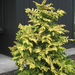 3 gallon 18" - Fernspray Gold False Cypress (CHAM. OBTUSA FERNSPRAY GOLD) - 3 gallon 18" - 3 gallon 18"