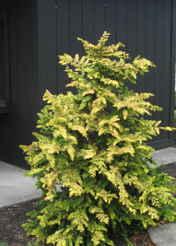 3 gallon 18" - Fernspray Gold False Cypress (CHAM. OBTUSA FERNSPRAY GOLD) - 3 gallon 18" - 3 gallon 18"