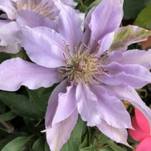 DECO POT - Filigree™ Clematis  (CLEMATIS FILIGREE  TRAILING) - DECO POT - DECO POT