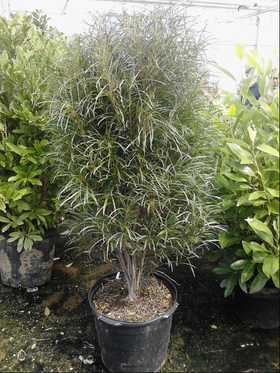 3 gallon 24" - Fine Line® Buckthorn (RHAMNUS F. FINE LINE) - 3 gallon 24" - 3 gallon 24"