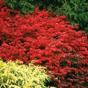 2 gallon 15" - Fire Ball® Burning Bush (EUONYMUS ALATUS FIRE BALL) - 2 gallon 15" - 2 gallon 15"