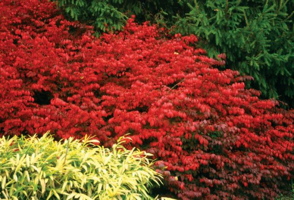 2 gallon 15" - Fire Ball® Burning Bush (EUONYMUS ALATUS FIRE BALL) - 2 gallon 15" - 2 gallon 15"