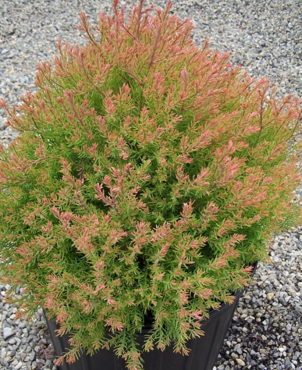 3 gallon 12" - Fire Chief™ Arborvitae (THUJA OCC. FIRE CHIEF) - 3 gallon 12" - 3 gallon 12"