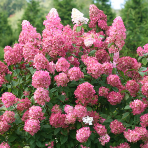 3 gallon - Fire Light® Panicle Hydrangea (HYDRANGEA P FIRE LIGHT) - 3 gallon - 3 gallon