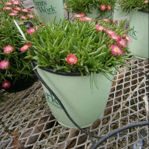 1 gallon - Fire Spinner® Ice Plant (N&C DELOSPERMA FIRE SPINNER) - 1 gallon - 1 gallon