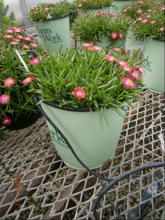 1 gallon - Fire Spinner® Ice Plant (N&C DELOSPERMA FIRE SPINNER) - 1 gallon - 1 gallon
