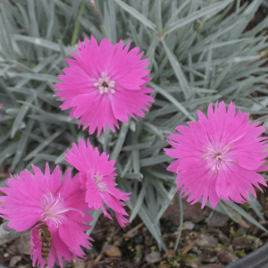 1 gallon - Fire Witch Pinks (DIANTHUS GRAT. FIREWITCH) - 1 gallon - 1 gallon