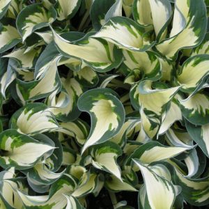 1 gallon - Fire and Ice Plantain Lily (HOSTA FIRE AND ICE) - 1 gallon - 1 gallon