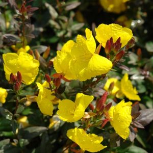 1 gallon - Fireworks Evening Primrose (OENOTHERA FIREWORKS) - 1 gallon - 1 gallon