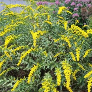 1 gallon - Fireworks Goldenrod (SOLIDAGO FIREWORKS) - 1 gallon - 1 gallon