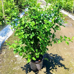 2 gallon - First Editions® Fiji™ Rose of Sharon (HIBISCUS SYRIACUS ‘MINSPOT’) - 2 gallon - 2 gallon