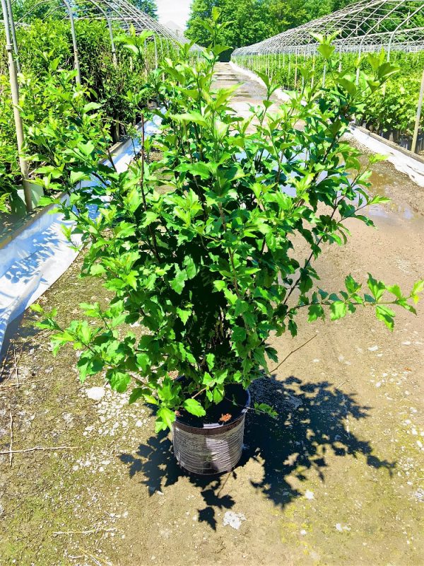 2 gallon - First Editions® Fiji™ Rose of Sharon (HIBISCUS SYRIACUS ‘MINSPOT’) - 2 gallon - 2 gallon