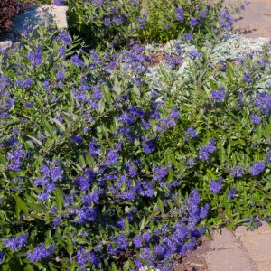 2 gallon - First Editions® Sapphire Surf™ Bluebeard (CARYOPTERIS X CLANDONENSIS ‘BLAUER SPLATZ’) - 2 gallon - 2 gallon