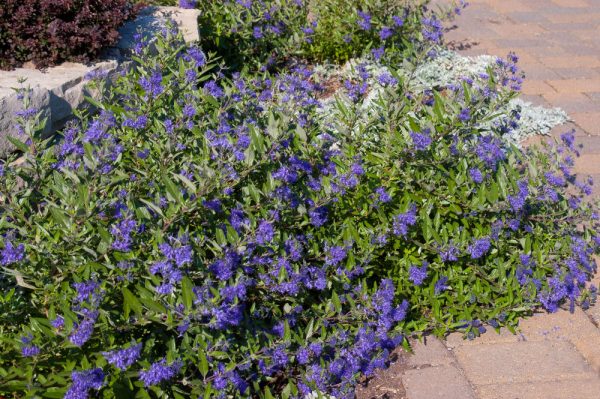 2 gallon - First Editions® Sapphire Surf™ Bluebeard (CARYOPTERIS X CLANDONENSIS ‘BLAUER SPLATZ’) - 2 gallon - 2 gallon