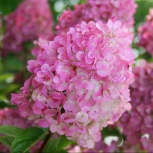 2 gallon - First Editions® Strawberry Sundae® Hydrangea (Hydrangea paniculata ‘Rensun’) - 2 gallon - 2 gallon