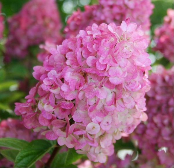 2 gallon - First Editions® Strawberry Sundae® Hydrangea (Hydrangea paniculata ‘Rensun’) - 2 gallon - 2 gallon