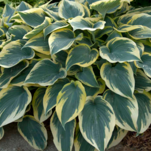 1 gallon - First Frost Plantain Lily (HOSTA FIRST FROST) - 1 gallon - 1 gallon