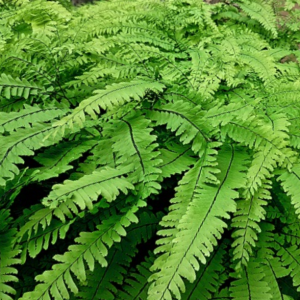 1 gallon - Five Finger Maidenhair Fern (FERN -FIVE FINGER MAIDENHAIR) - 1 gallon - 1 gallon